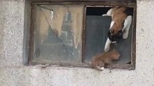 窗台上的小奶猫，猫妈妈看到后拼命的想办法救它，母爱真的很伟大