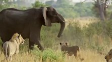 犀牛大战狮子，一群大象追逐野狗拯救羚羊