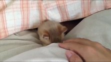 被窝里探出一个小脑袋，萌萌的小奶猫有没有跟我去偷猫的