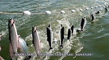 现代化捕鱼方式有多先进？看完之后，简直不敢相信自己的眼睛