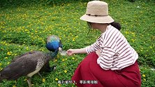 北纬21度神仙目的地——西双版纳南朋友的云游记 和南朋友去玩呗