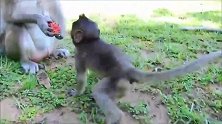 猴家母子几天没吃，找摄影师要食物，饿了没办法了