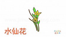 植物简笔画大全，画纤细的水仙花简笔画