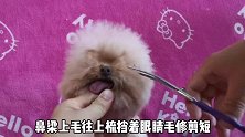 宠物美容师教你修剪立耳泰迪头，简单易学，剪完你们觉得可爱吗？