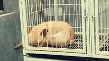 两只会打呼噜的法国斗牛犬，呼噜声此起彼伏，主人笑的不行