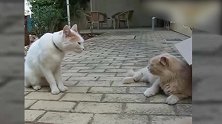 两只猫不停争辩着，互不相让，真是紧张！