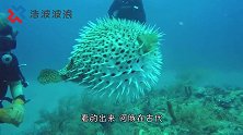 河豚鼓鼓的肚子里装的是什么？老外用刀划开后，让人大开眼界