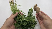 生姜加枸杞泡水喝，这个作用厉害了，解决了很多男人女人的烦恼