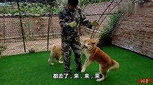 三只秋田犬和一只德牧，它们混在了一起，这会发生什么事情