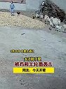 内蒙古通辽：一女子被公鸡和公羊轮番袭击 ，最后狼狈逃跑