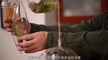 这种植物生命力比仙人球强百倍，无需土壤无需水源，有空气就能活
