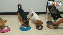 4只狗狗喝羊奶，争相抢食乱作一团，二哈表现真的逗