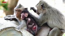 小猴想要喝奶，猴妈不让，生气的小猴上口咬猴妈，小猴真是疯了