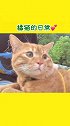 橘猫日常  一双腿还不够你架的！你看看你！