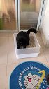 见过和猫砂盆一样大的猫，原来黑色显瘦，不信你看一下这对比！