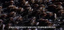 十几年一遇的生物灾害，美国人束手无策，中国吃货羡慕哭了