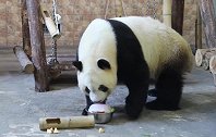 为帮大熊猫解暑降温 饲养员自制研发水果冰棒