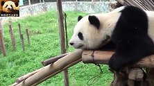 熊猫思嘉五体投地：我要当只睡美熊，看我萌不萌？