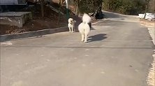 一百五十斤的阿拉斯加犬，竟然被小狗欺负了，真是个子大胆子小！