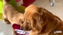 小金毛拆家，金毛妈妈不但不阻止，还在一旁看热闹，主人无奈