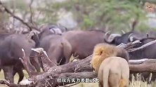 野牛群入侵狮子领地，无奈下狮子只能上树躲避，这找谁说理？