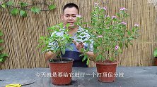 养护长春花，我一直都是用这个“方法”能让它持续开花！