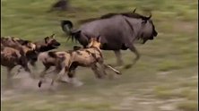 饿疯的非洲野狗以多欺少，群攻落单鬣狗 ，真狗