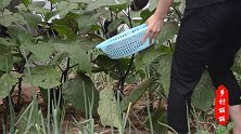 待农村就是好！摘院里的新鲜蔬菜，做几道小菜孝敬妈妈
