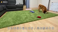 柴犬肚子饿了，赶忙叫铲屎官起床，网友：一个个的成精了！