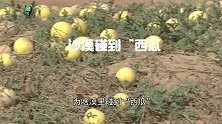 在沙漠碰到西瓜，为什么再渴也没人敢吃？后果很严重吗？