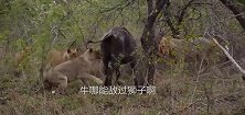 牛被狮子围攻，濒临死亡之际，竟然出现反转，镜头记录全过程