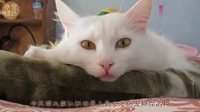 宠物界最古老的猫，待人亲切爱玩水，每天能睡12-16小时