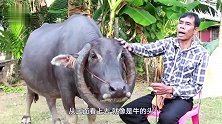 动物：老汉养了头牛，牛角越长越怪异，男子借此走上发财致富路
