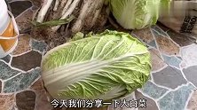 白菜存储是难题？老菜农教你一招，存上6个月没问题！