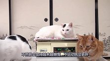 猫咪挨个到电子秤上称，橘猫一脸无奈：我咋又长胖了！