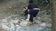大熊猫都脏成这幅熊样了，却始终都不肯洗澡，连奶爸都没办法