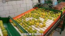 探访橙子加工厂，橙汁是如何制作出来的，看完你还喝吗？