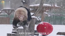 在雪地里撒欢的熊团子：下雪啦！好开心