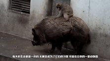 猴子在动物园降服野猪，有了自己的坐骑，猴子：呆子咱们取经去