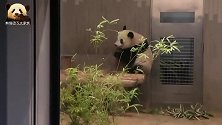 80斤重的熊猫香香，背影又萌又胖，好可爱
