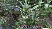 芦荟长得瘦弱如干柴？剪一刀，叶子宽厚肥大，根茎发达