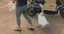 大白鹅跟主人久了都有灵性，能明白主人的一些指示了！