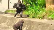 这只黑猩猩肯定是来搞笑的，最后那小跑的动作怀疑是人假扮的