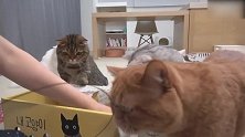 好多小猫咪啊，这好奇的小眼神，真是可爱！