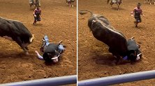 美国一位年轻牛仔表演时跌落昏迷 其父扑到儿子身上抵挡公牛袭击