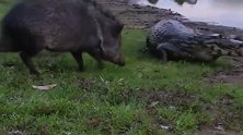 野猪吓唬鳄鱼，鳄鱼都懒得搭理它