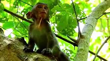 猴仔胆子好肥呀，没有猴妈的陪同居然敢独自一人爬树