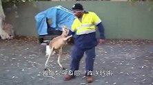 小袋鼠掉进泥坑，好心男子将它救出来后，袋鼠表情一言难尽！
