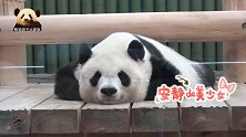熊猫旦旦五体投地趴成一张“熊猫地毯”，怎一个“萌”字了得？
