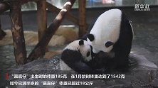 上海：半岁大熊猫“嘉嘉仔”与游客见面　“我是妈妈的跟屁虫”